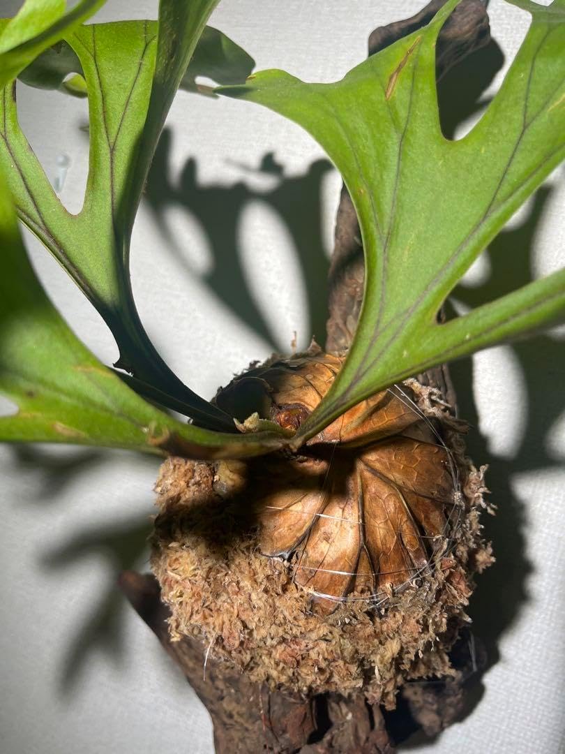 ビカクシダ 　リドレイ　ワイルド　吊り下げ式 植物 wild_リドレイ 🍁 【吊り下げ式】 ワイルド◇ ビカクシダ
